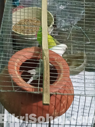 বাজিগর পাখি